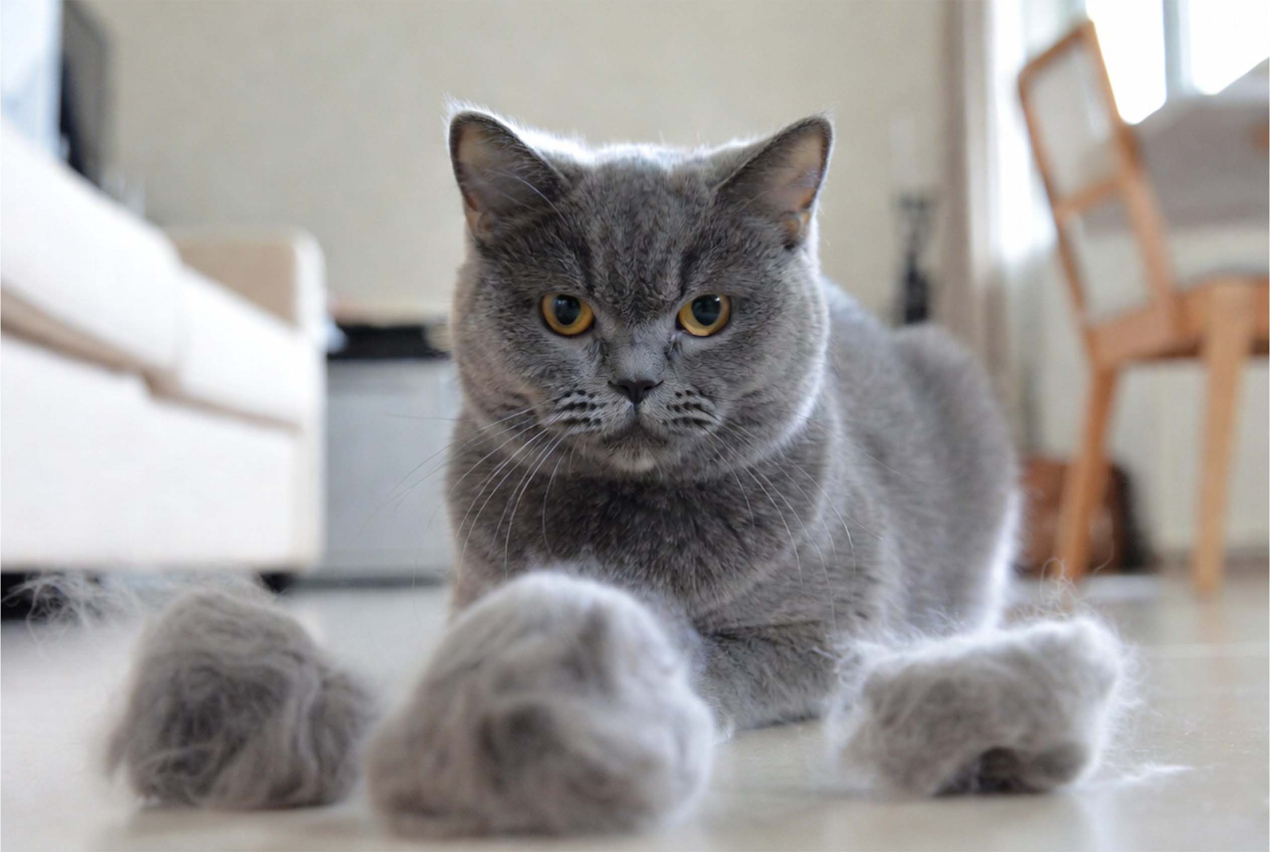 A grey British Shorthair cat looking intensely at large clumps of shed fur on the floor, illustrating the need for the best hairball relief solutions for cats in 2026.