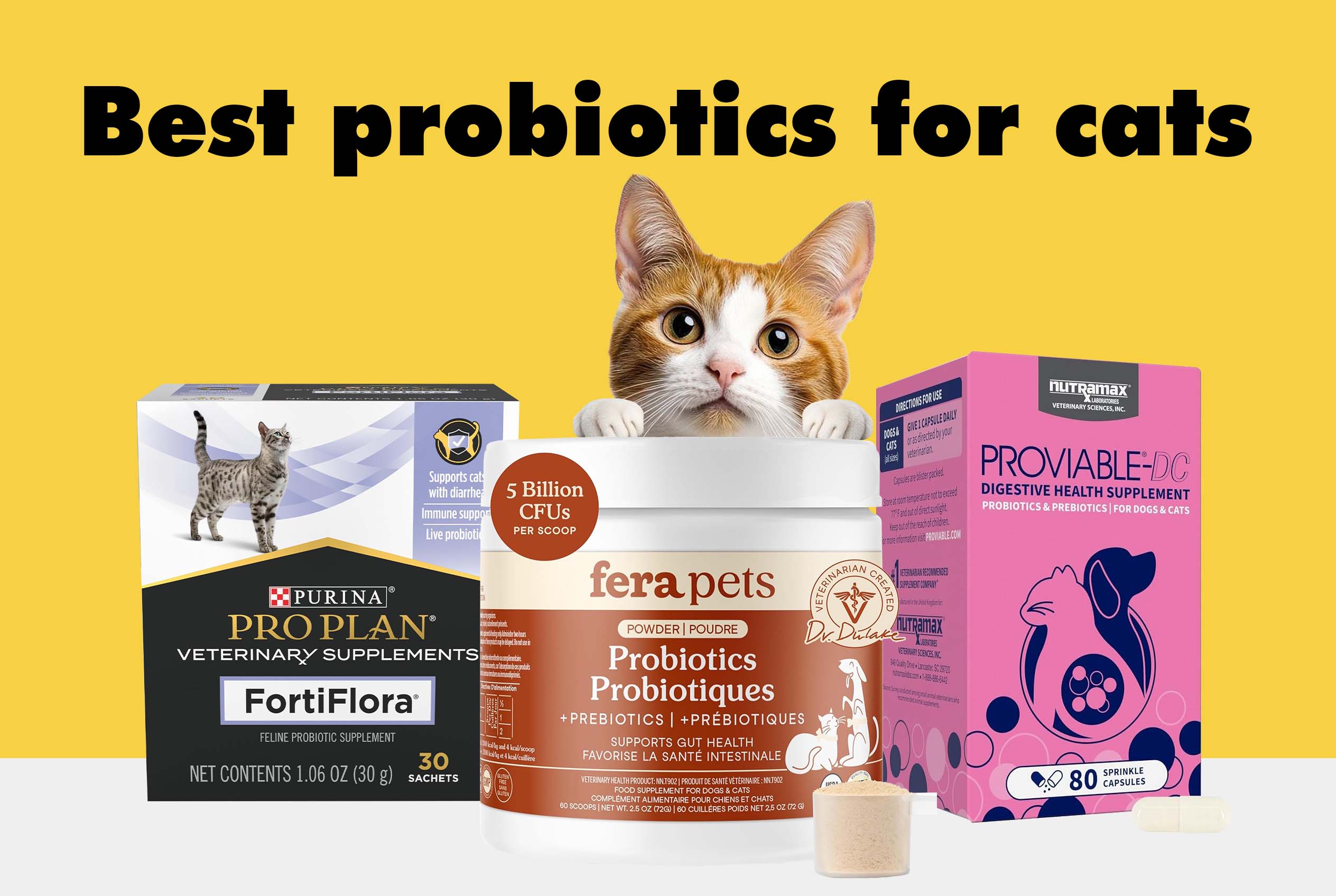 A fluffy white cat giving a thumbs up, representing a healthy and happy gut after using the best probiotics for cats.